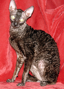 adult cornish rex cat
